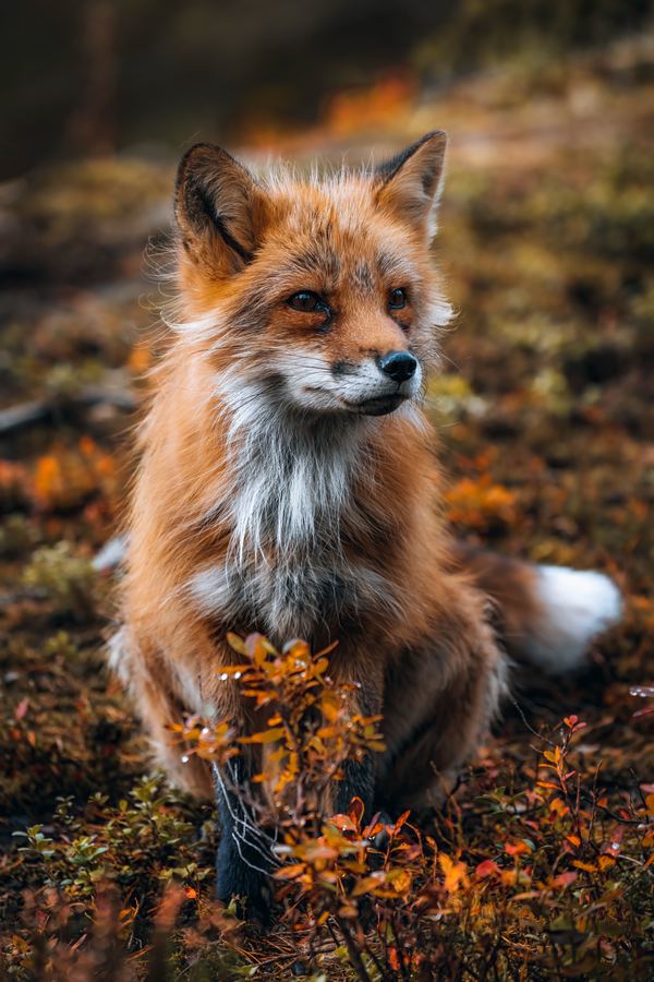 Fox portrait small
